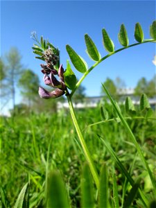 Zaun-Wicke (Vicia sepium) auf einer Wiese an der Ostspange in Saarbrücken