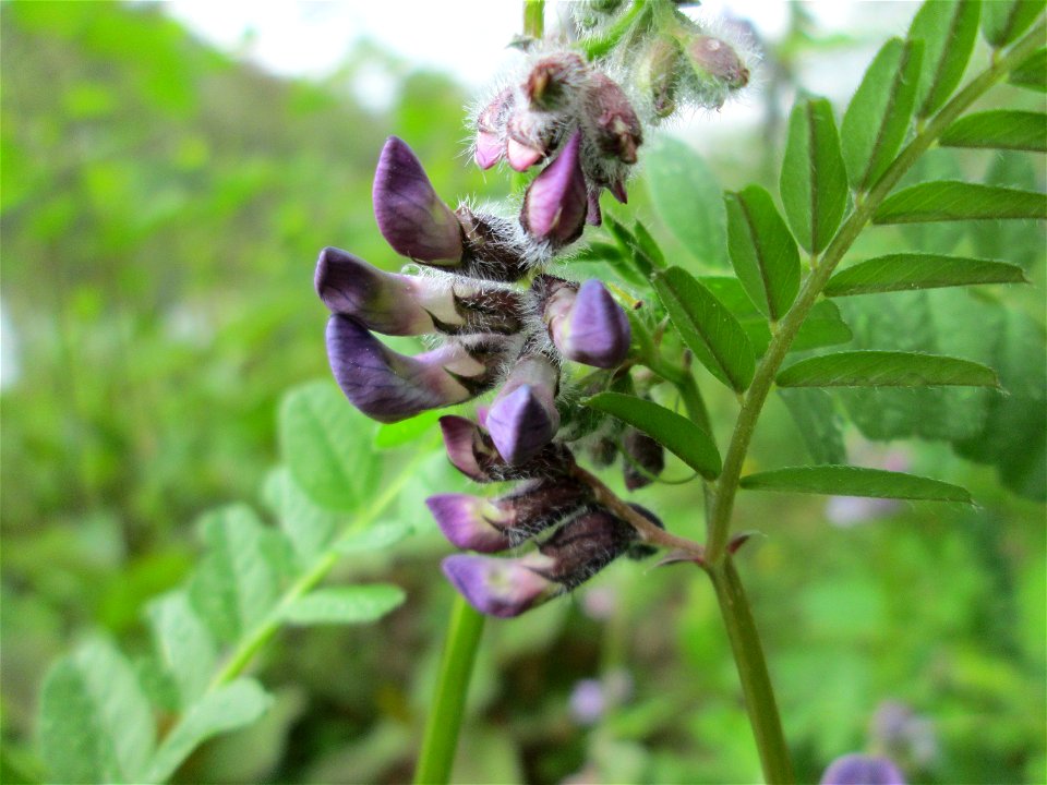 Zaun-Wicke (Vicia sepium) an der Saar in Saarbrücken