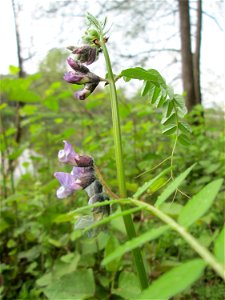 Zaun-Wicke (Vicia sepium) an der Saar in Saarbrücken