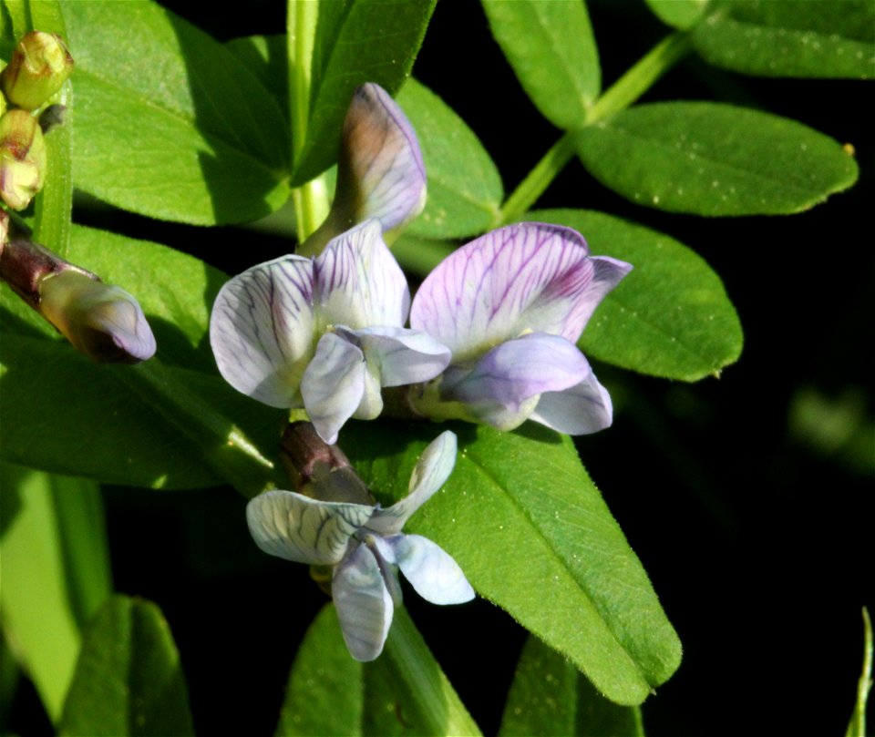 Flower of Vicia sepium, east Bohemia, Czech Republic