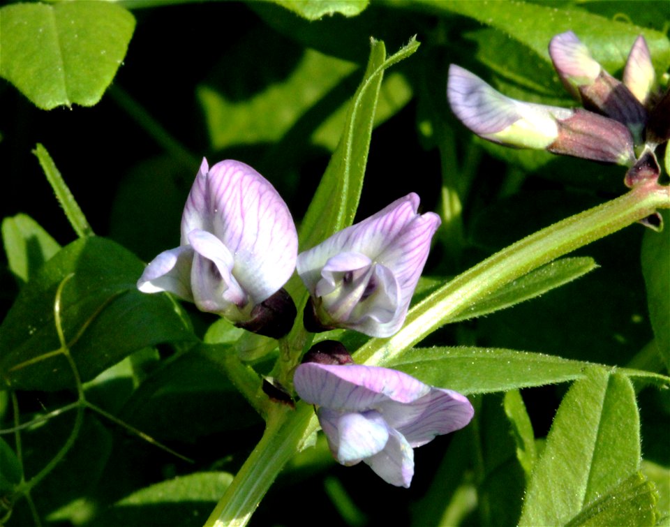 Flower of Vicia sepium, east Bohemia, Czech Republic