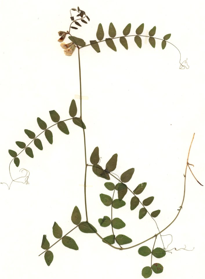 Vicia sepium f albiflora, eigener Herbarbeleg von 1978, Unterfranken