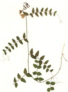 Vicia sepium f albiflora, eigener Herbarbeleg von 1978, Unterfranken