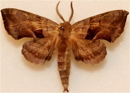 Walnut Sphinx, Amorpha juglandis
