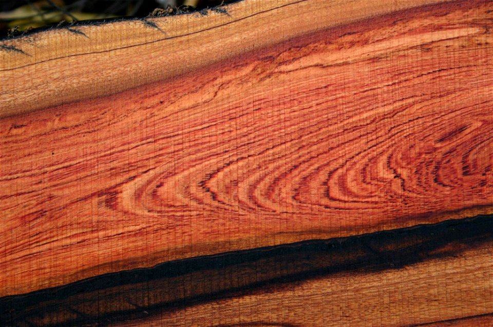 Timber of Guibourtia coleosperma (Benth.) J.Léonard - African Rosewood