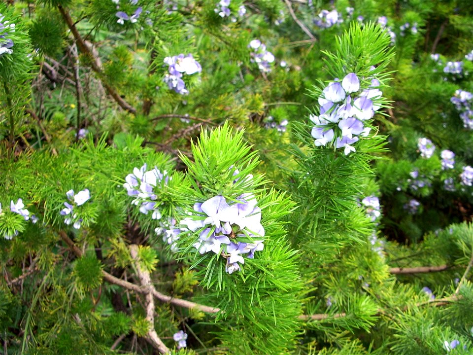 Psoralea pinnata 1