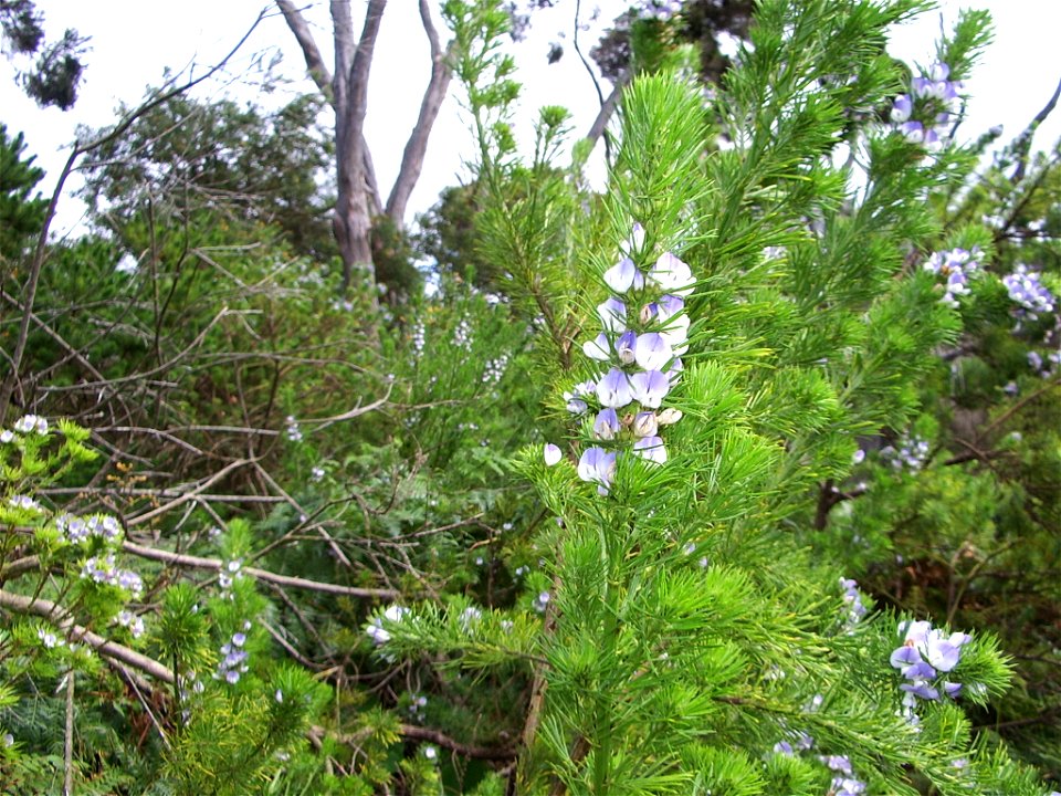 Psoralea pinnata 2