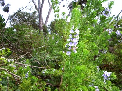 Psoralea pinnata 2