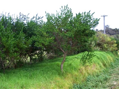 Psoralea pinnata 3