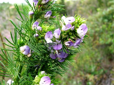 Psoralea pinnata tree in Cape Town. Flowers.