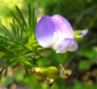 Psoralea pinnata. At Descanso Gardens in La Cañada Flintridge, Southern California. Identified by sign. photo