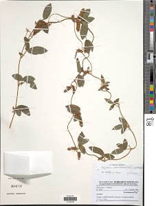 *Cajanus scarabaeoides (L.) Thou. ex Graham
Object Details
Biogeographical Region
22 - West Tropical Africa
Collector
L. Pauwels
Record Last Modified
3 Nov 2017
Specimen Count
1
Collection Date
7 Oct 