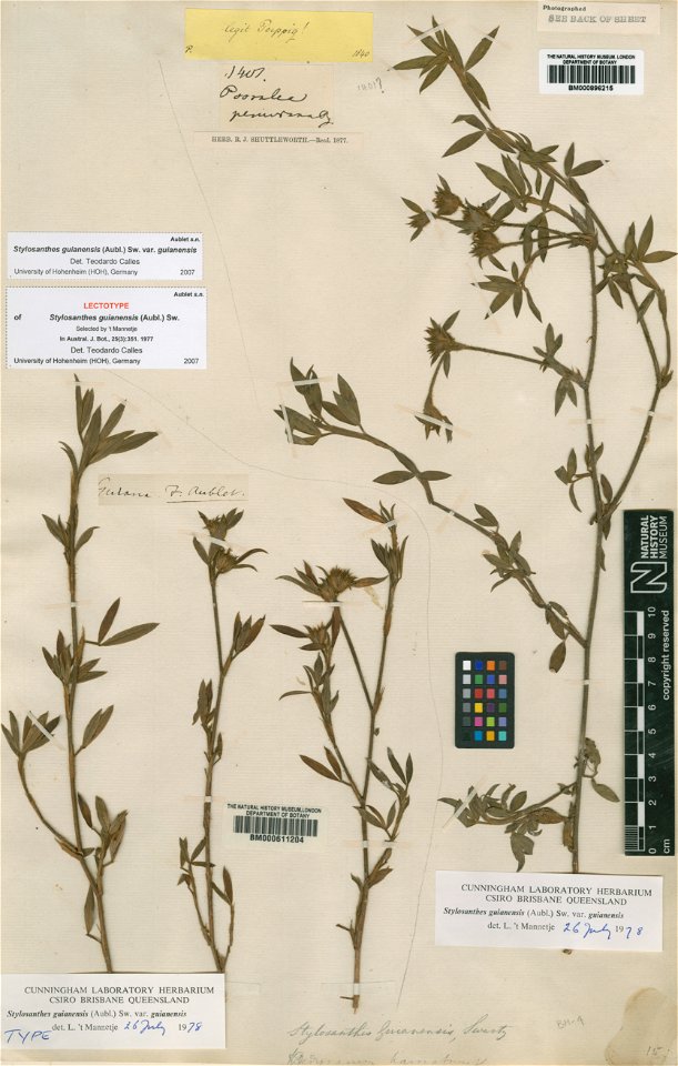 Trifolium guianense Aubl. (=Stylosanthes guianensis (Aubl.) Sw.) - herbier collecté par Aublet en Guyane, conservé au British Museum BM000611204