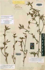 Trifolium guianense Aubl. (=Stylosanthes guianensis (Aubl.) Sw.) - herbier collecté par Aublet en Guyane, conservé au British Museum BM000611204 photo