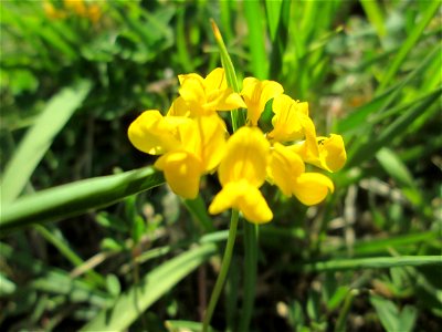 Gewöhnlicher Hufeisenklee (Hippocrepis comosa) im Naturschutzgebiet „Wusterhang“ oberhalb von Fechingen