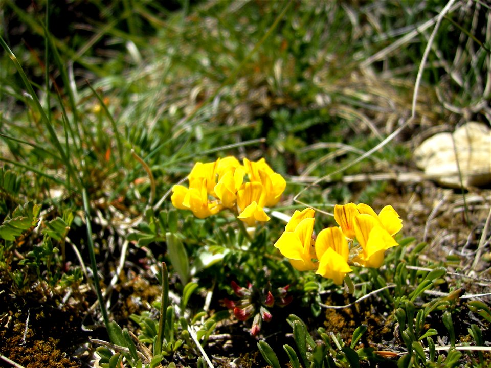 Hippocrepis comosa (gelbe Blüte) und Blätter von Globularia cordifolia im Vordergrund (rechts)