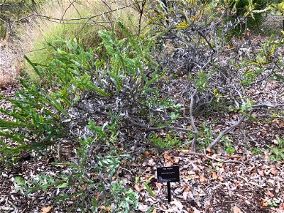 Acacia glaucoptera at Kings Park photo