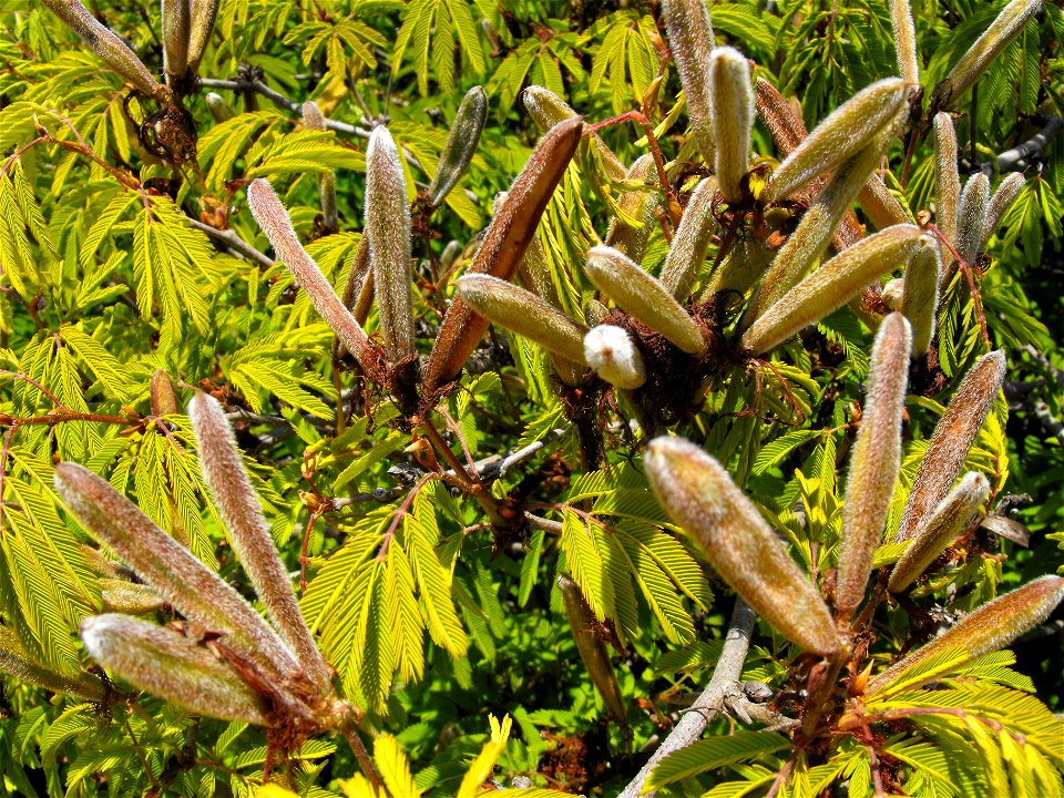 Calliandra tweediei fruits at the Water Conservation Garden at Cuyamaca College in El Cajon, California, USA.