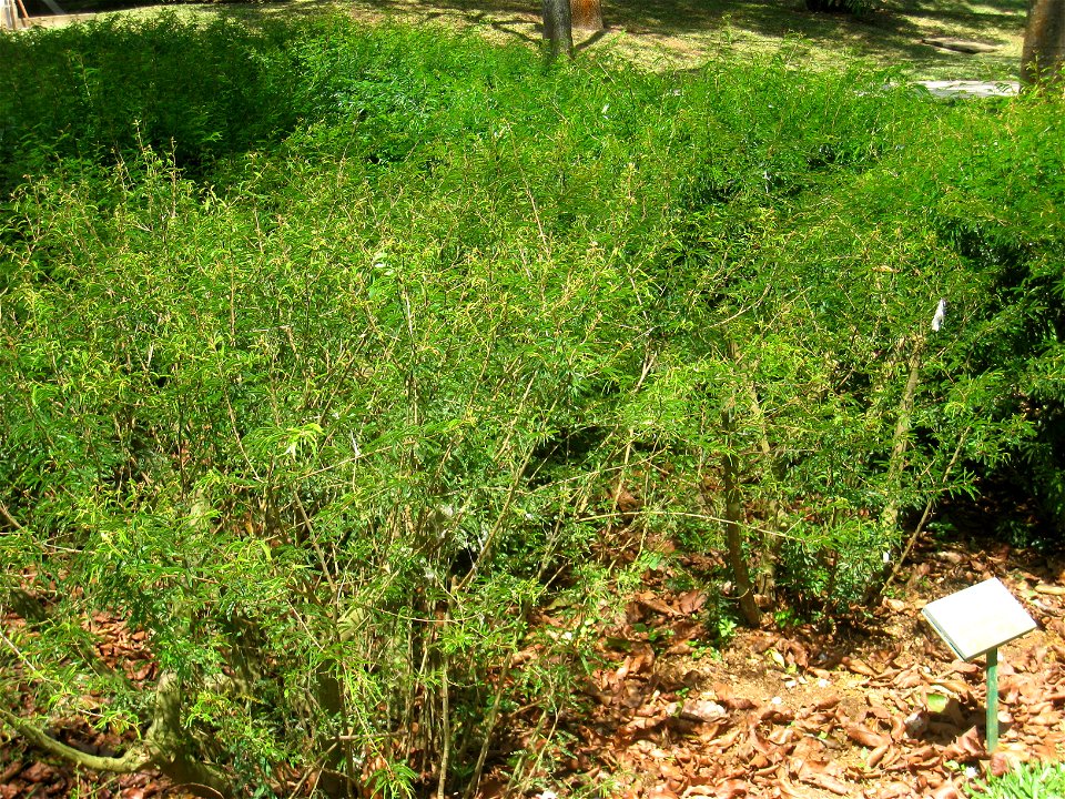 Calliandra tweedii in the Jardim Botânico de São Paulo, São Paulo City, SP, Brazil.