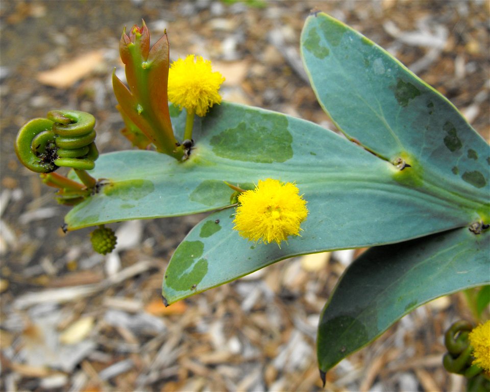 Acacia glaucoptera — at San Diego Botanic Garden (formerly Quail Botanical Gardens), in Encinitas, California, USA. 
Identified by sign.