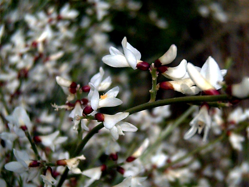 Retama monosperma flowers close up, Dehesa Boyal de Puertollano, Spain