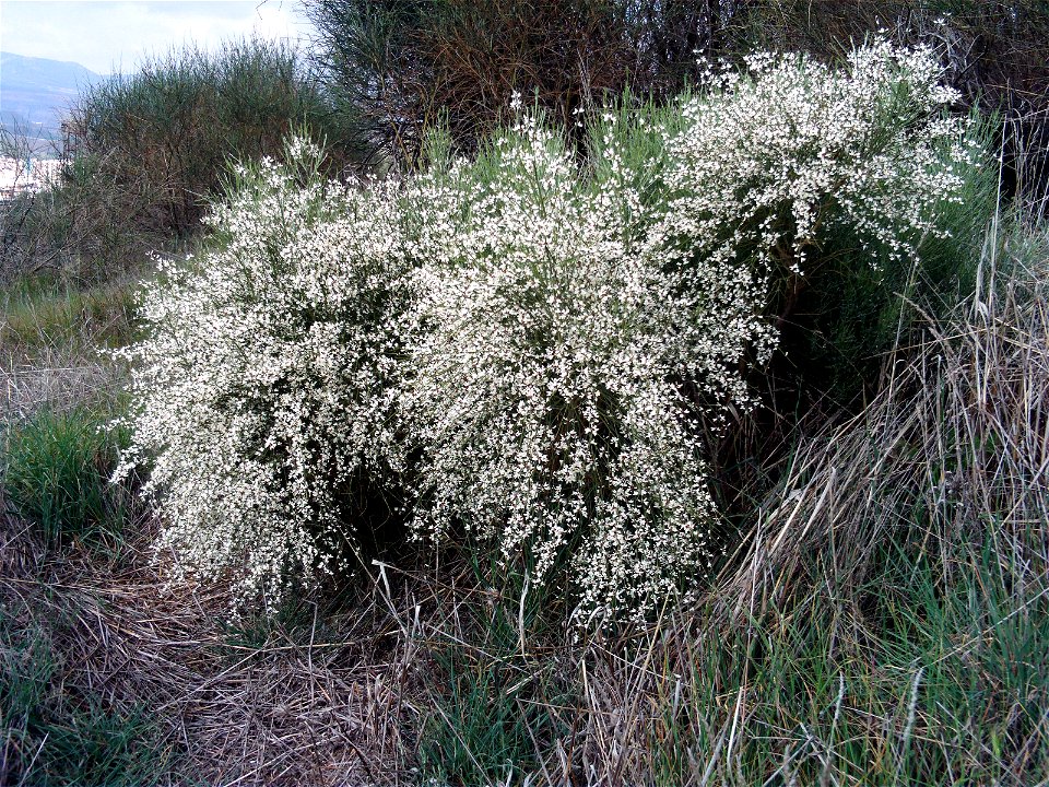 {{Retama monosperma plant in flowers, Dehesa Boyal de Puertollano, Spain}}