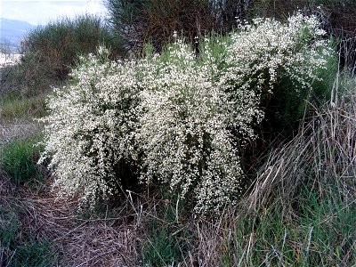 {{Retama monosperma plant in flowers, Dehesa Boyal de Puertollano, Spain}}