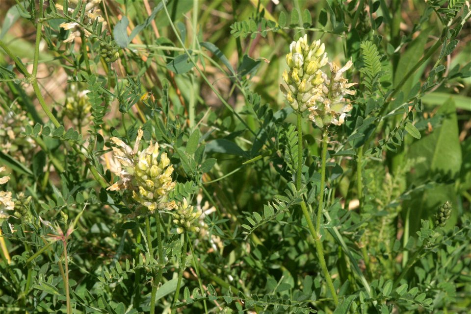Astragalus cicer