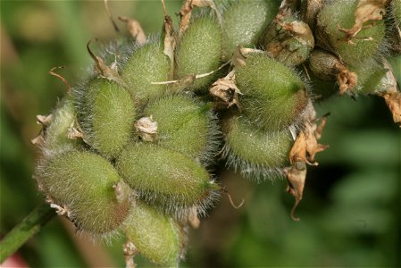 Astragalus cicer
