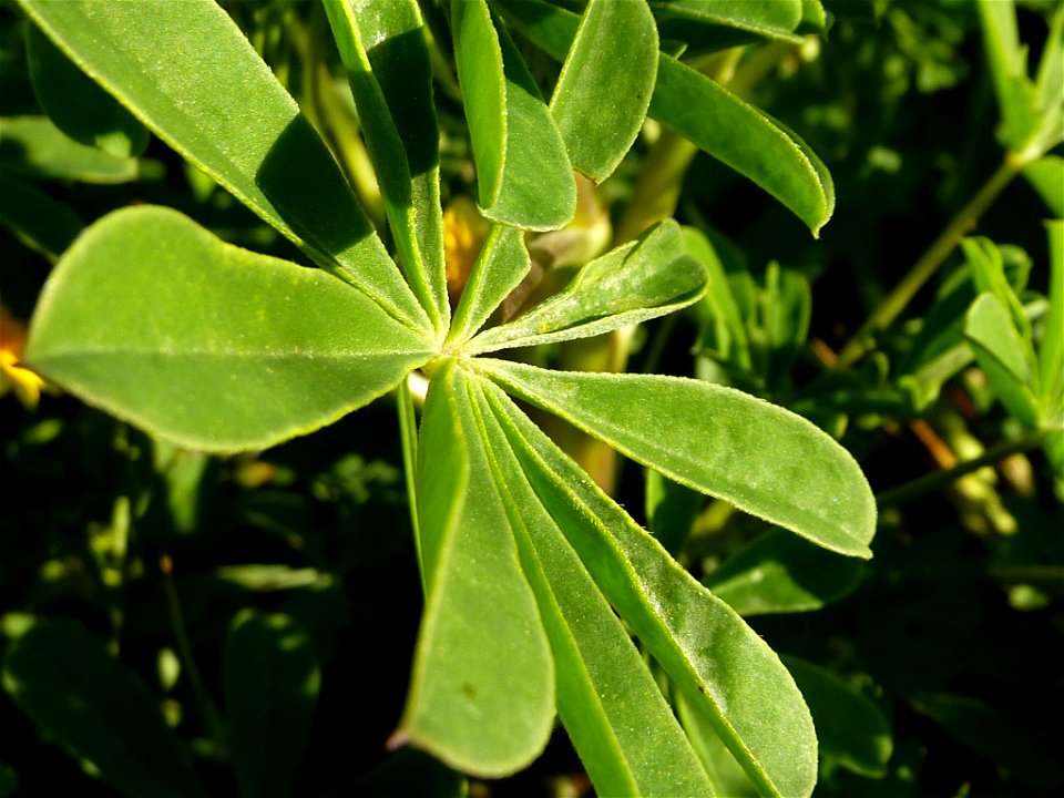 Lupinus succulentus (Arroyo Lupine) leaf near William Hopkins Junior High School in Fremont, CA
