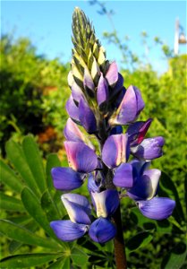 Lupinus succulentus — arroyo lupine.
At Blue Sky Ecological Reserve in Poway, San Diego County, California.
