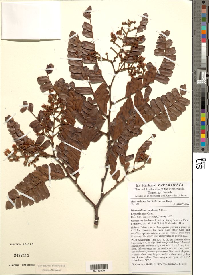 Microberlinia bisulcata A. Chev.
Object Details
Biogeographical Region
23 - West-Central Tropical Africa
Collector
Xander M. van der Burgt
Max. Elevation
100
Microhabitat Description
Primary forest
Mi