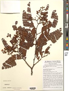 Microberlinia bisulcata A. Chev.
Object Details
Biogeographical Region
23 - West-Central Tropical Africa
Collector
Xander M. van der Burgt
Max. Elevation
100
Microhabitat Description
Primary forest
Mi