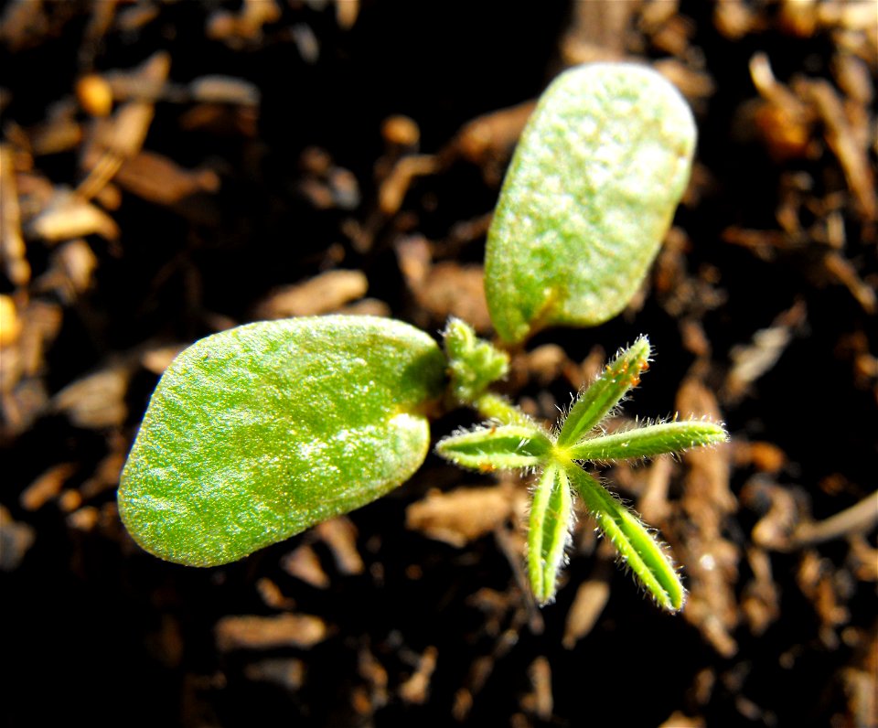 Lupinus succulentus sprout I am growing from seed.