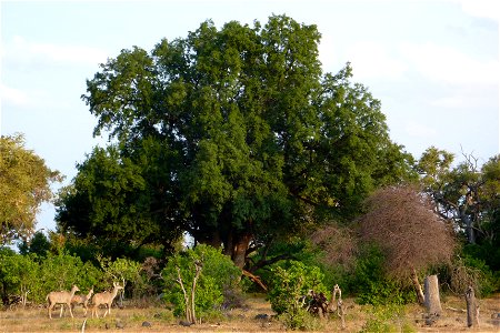 Mashatu tree taken at the Mashatu Main Camp in Botswana. Kudu and guineafowl in foreground.