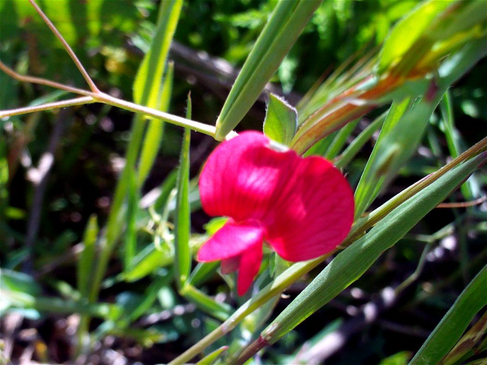 Lathyrus cicera flower close up, Dehesa Boyal de Puertollano, Spain
