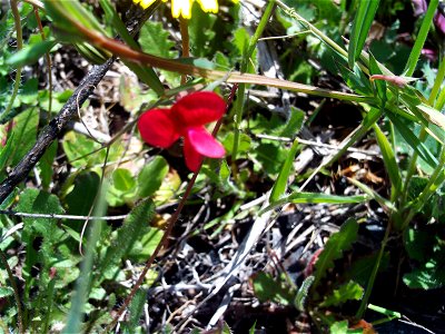 Lathyrus cicera flower close up, Dehesa Boyal de Puertollano, Spain