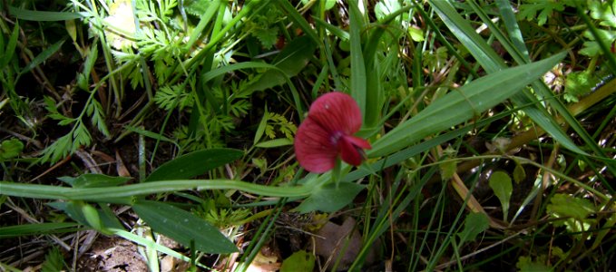 Lathyrus cicera, Castelltallat, Catalonia