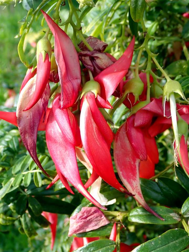 Kaka Beak (Clianthus maximus)