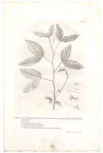 IdentificatieTitel(s): Bauhinia divaricataBauhinia foliis quinquenerviis: lobis acuminatis remotissimis. Hort. Cliff. 156. sp. 2 (titel op object)Objecttype: prent boekillustratie Objectnummer: RP-P-O
