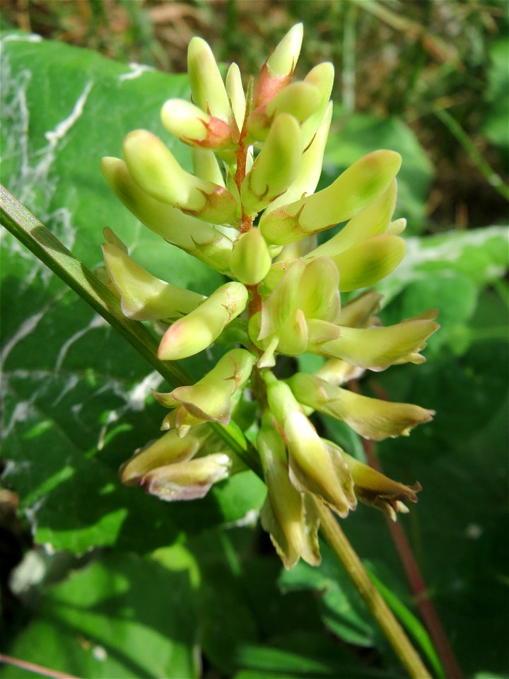 Bärenschote (Astragalus glycyphyllos) im Schwetzinger Hardt