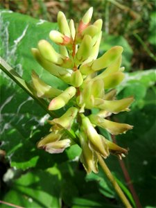 Bärenschote (Astragalus glycyphyllos) im Schwetzinger Hardt