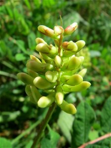 Bärenschote (Astragalus glycyphyllos) im Schwetzinger Hardt