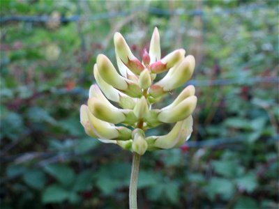 Bärenschote (Astragalus glycyphyllos) im Naturschutzgebiet Gewann Frankreich-Wiesental