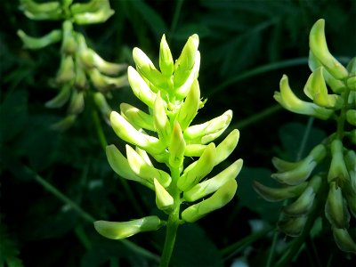 Bärenschote (Astragalus glycyphyllos) im Naturschutzgebiet „St. Arnualer Wiesen“