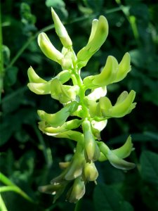 Die nicht so häufige Bärenschote (Astragalus glycyphyllos) im Naturschutzgebiet „St. Arnualer Wiesen“