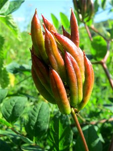 Bärenschote (Astragalus glycyphyllos) im Naturschutzgebiet „St. Arnualer Wiesen“