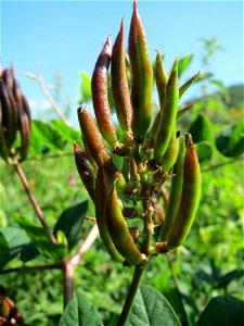 Bärenschote (Astragalus glycyphyllos) im Naturschutzgebiet „St. Arnualer Wiesen“