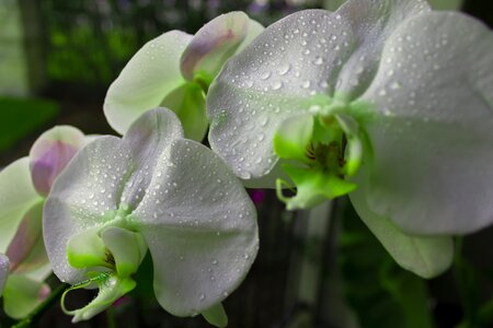 Green flora dragonfly