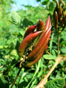 Bärenschote (Astragalus glycyphyllos) im Naturschutzgebiet „St. Arnualer Wiesen“